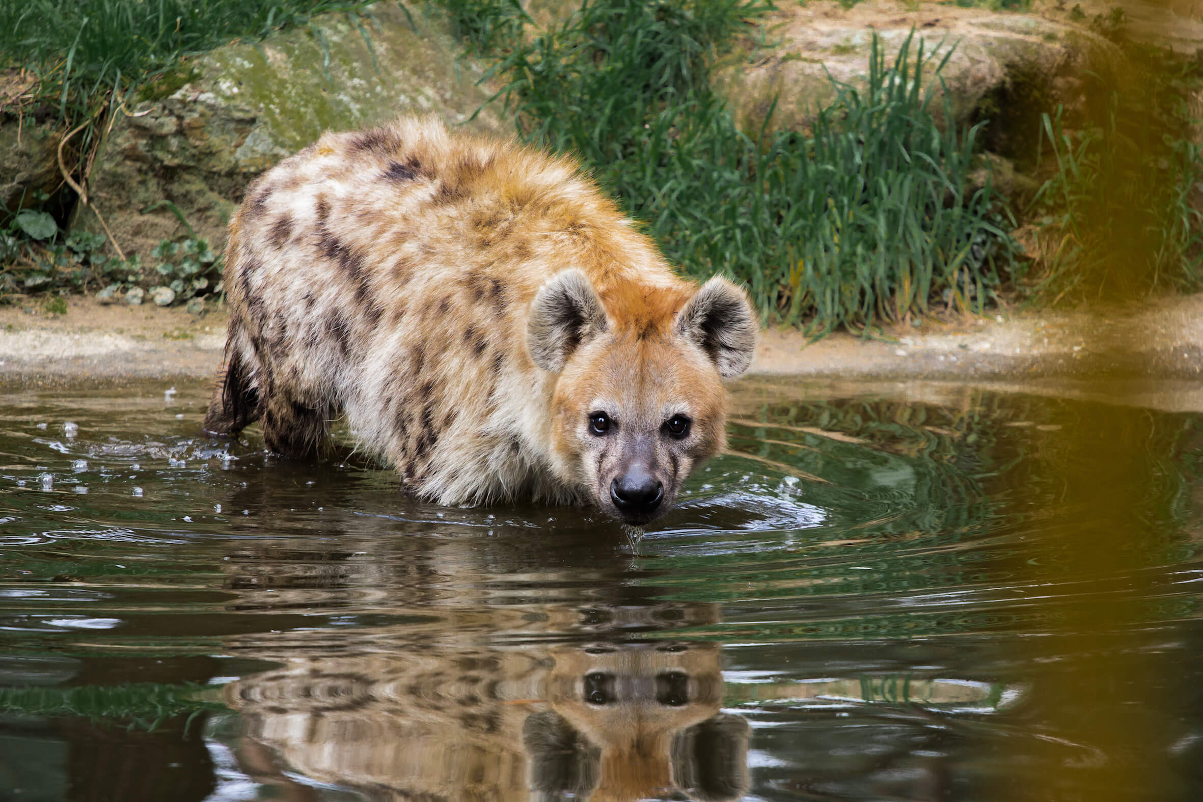 Missing alternative text