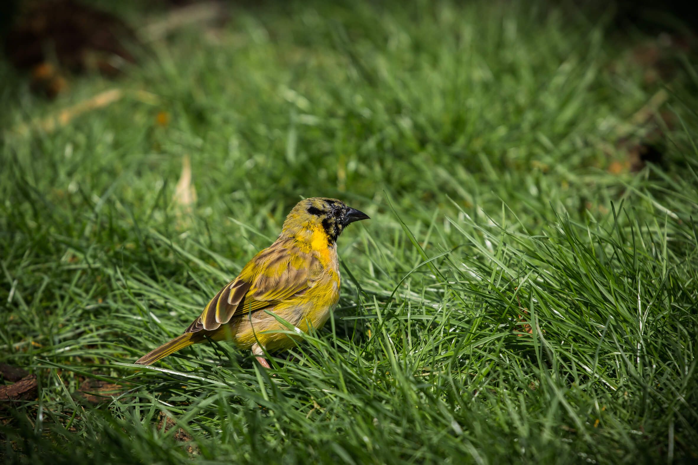 Missing alternative text