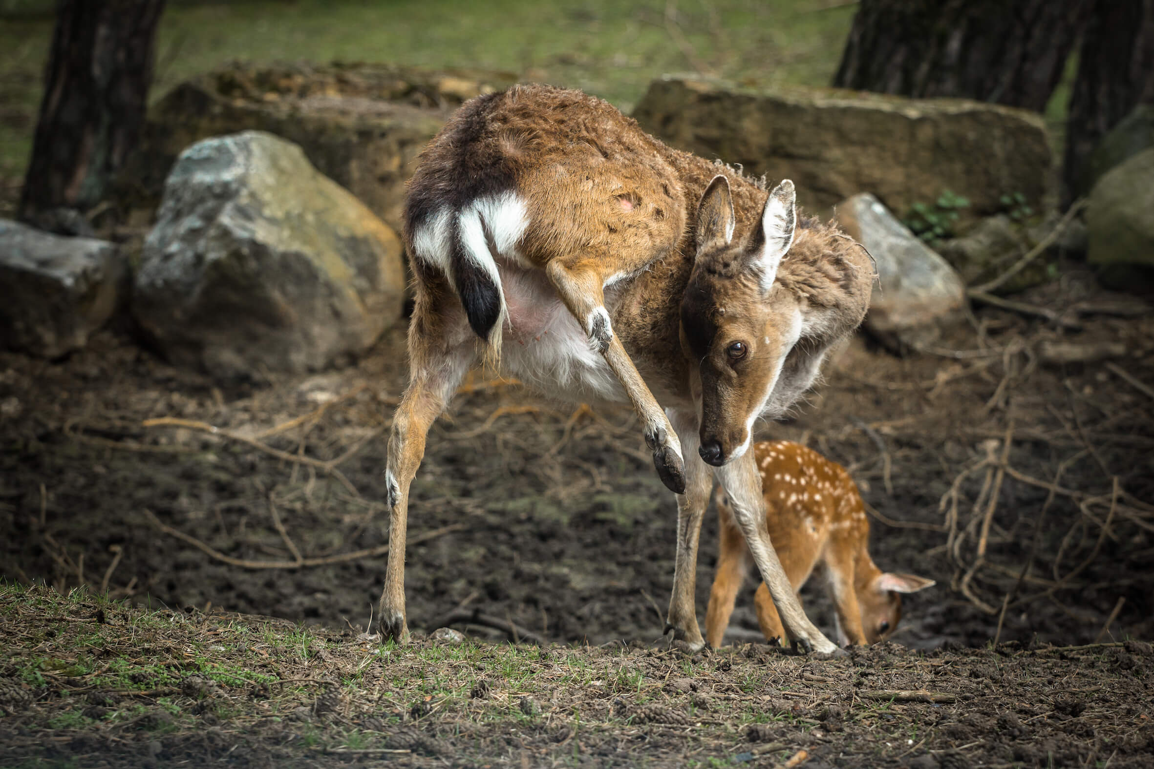 Missing alternative text