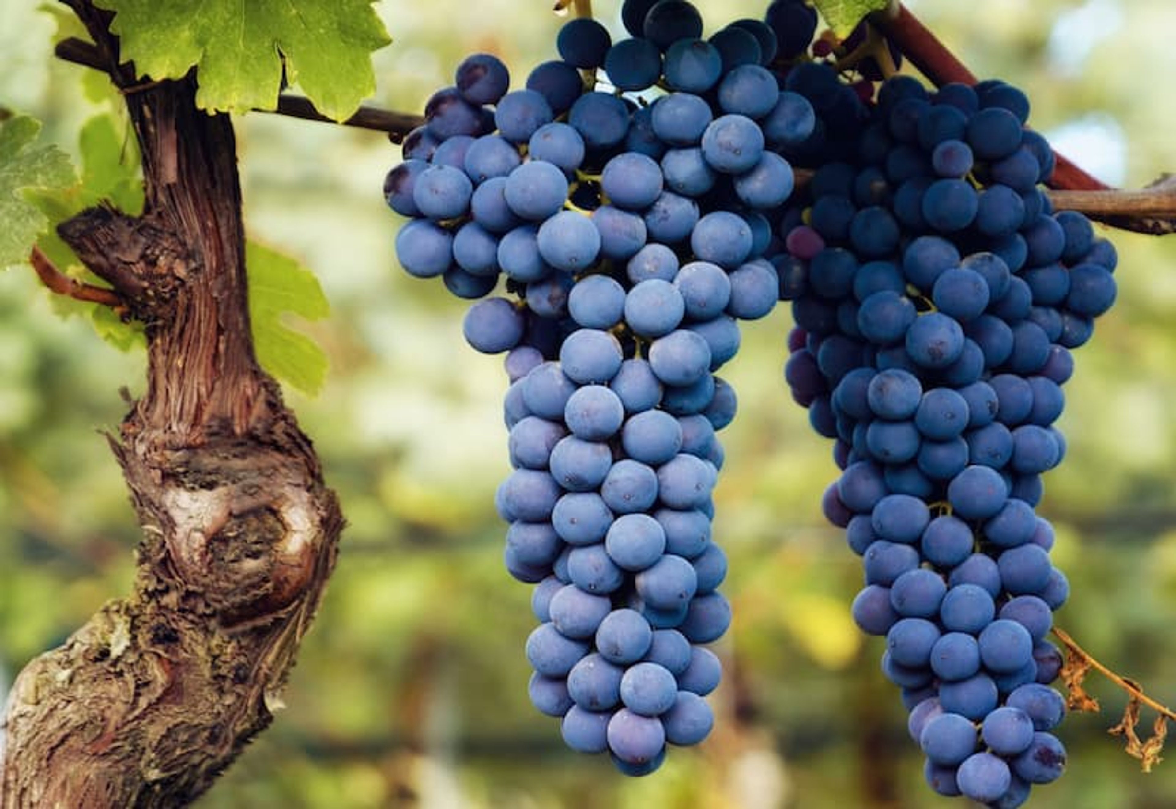 Vino Import