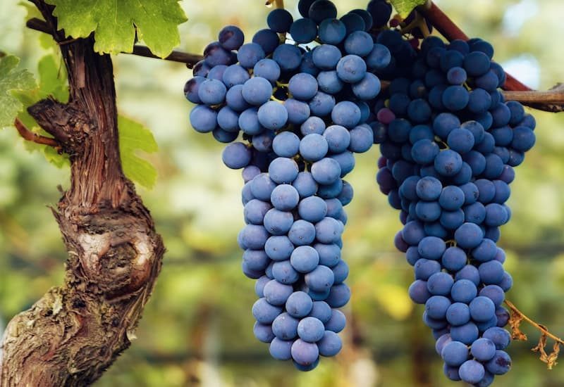 Vino Import