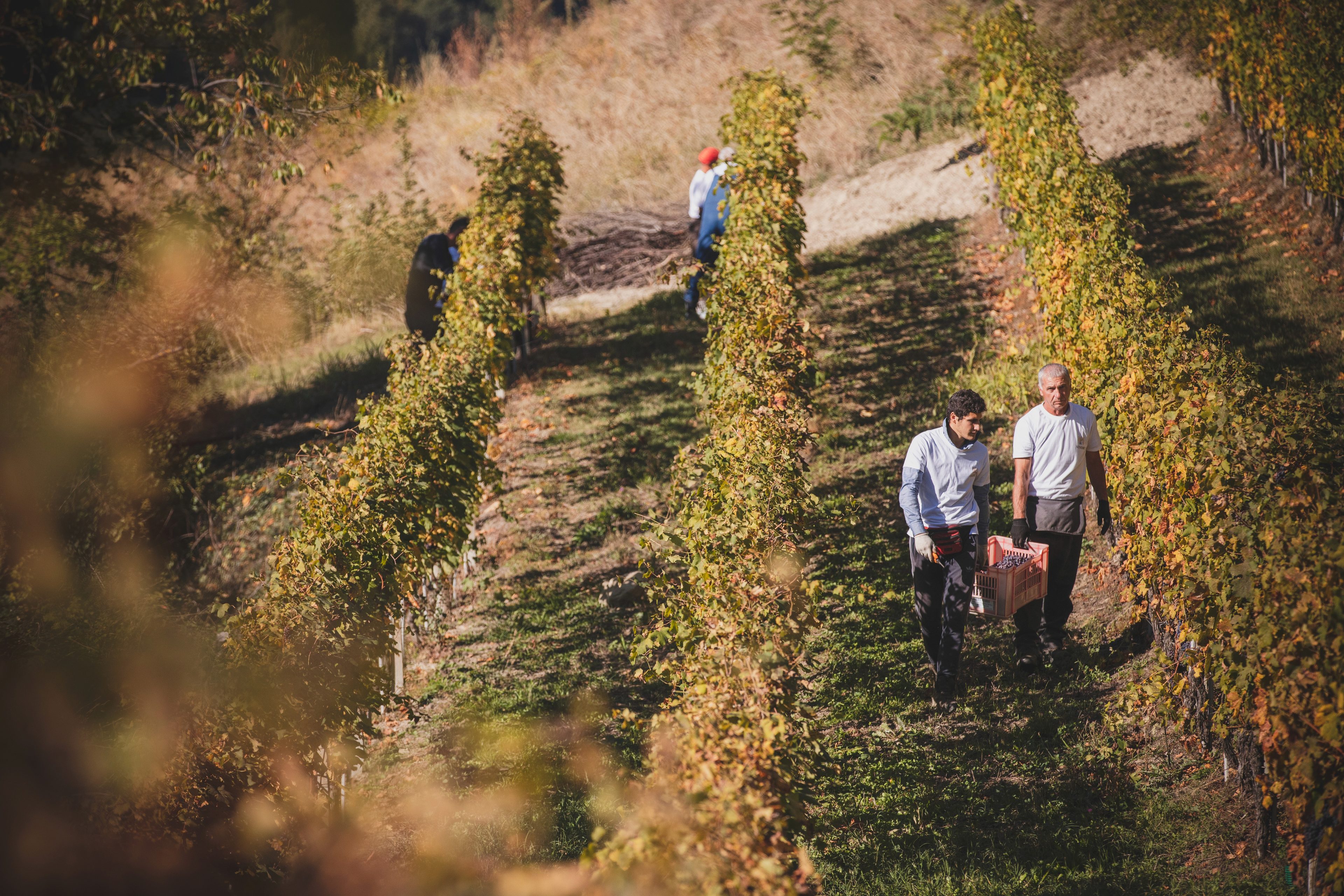 Wine craftsmanship in Piemonte