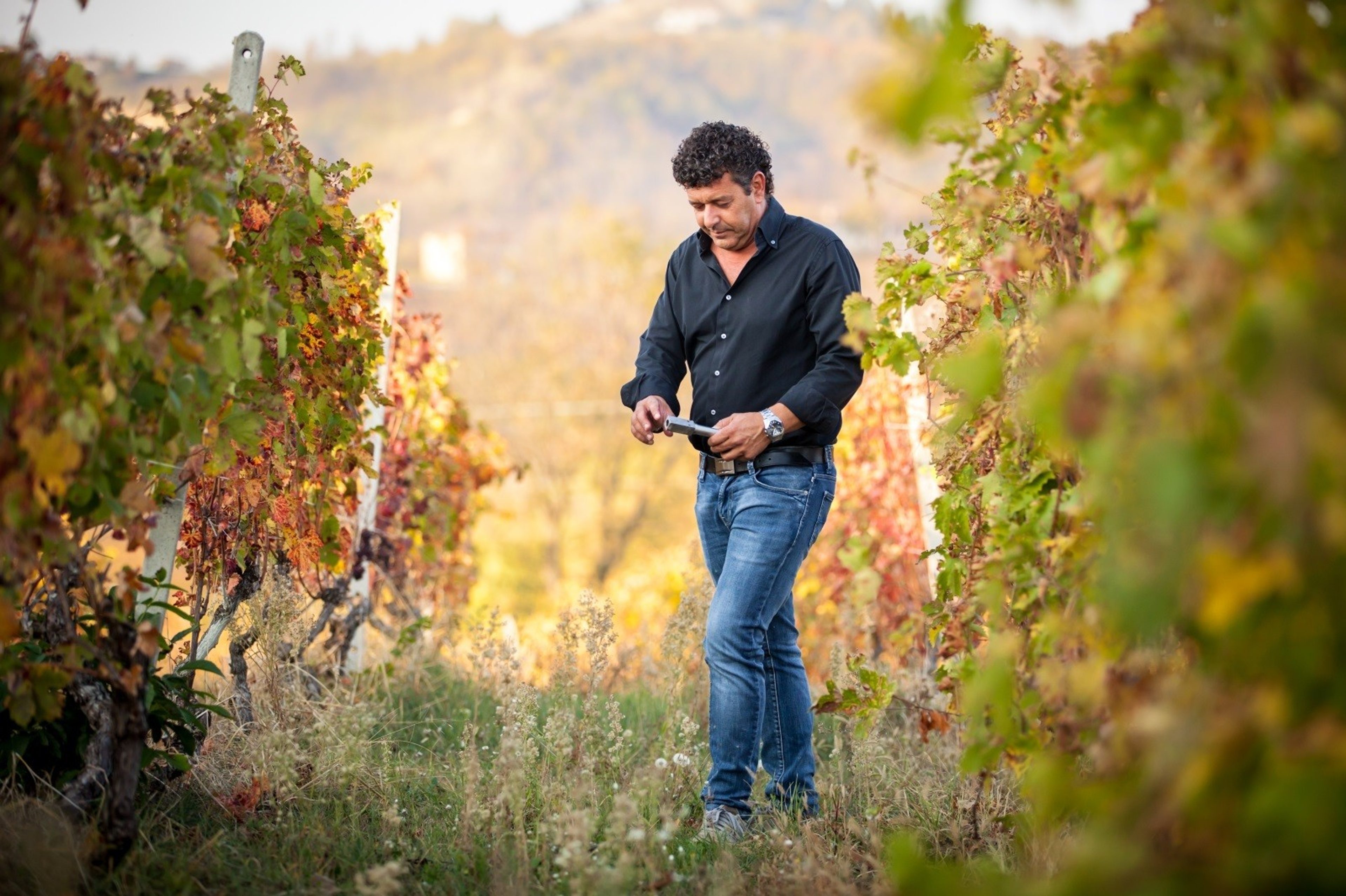 Vineyards in Piemonte