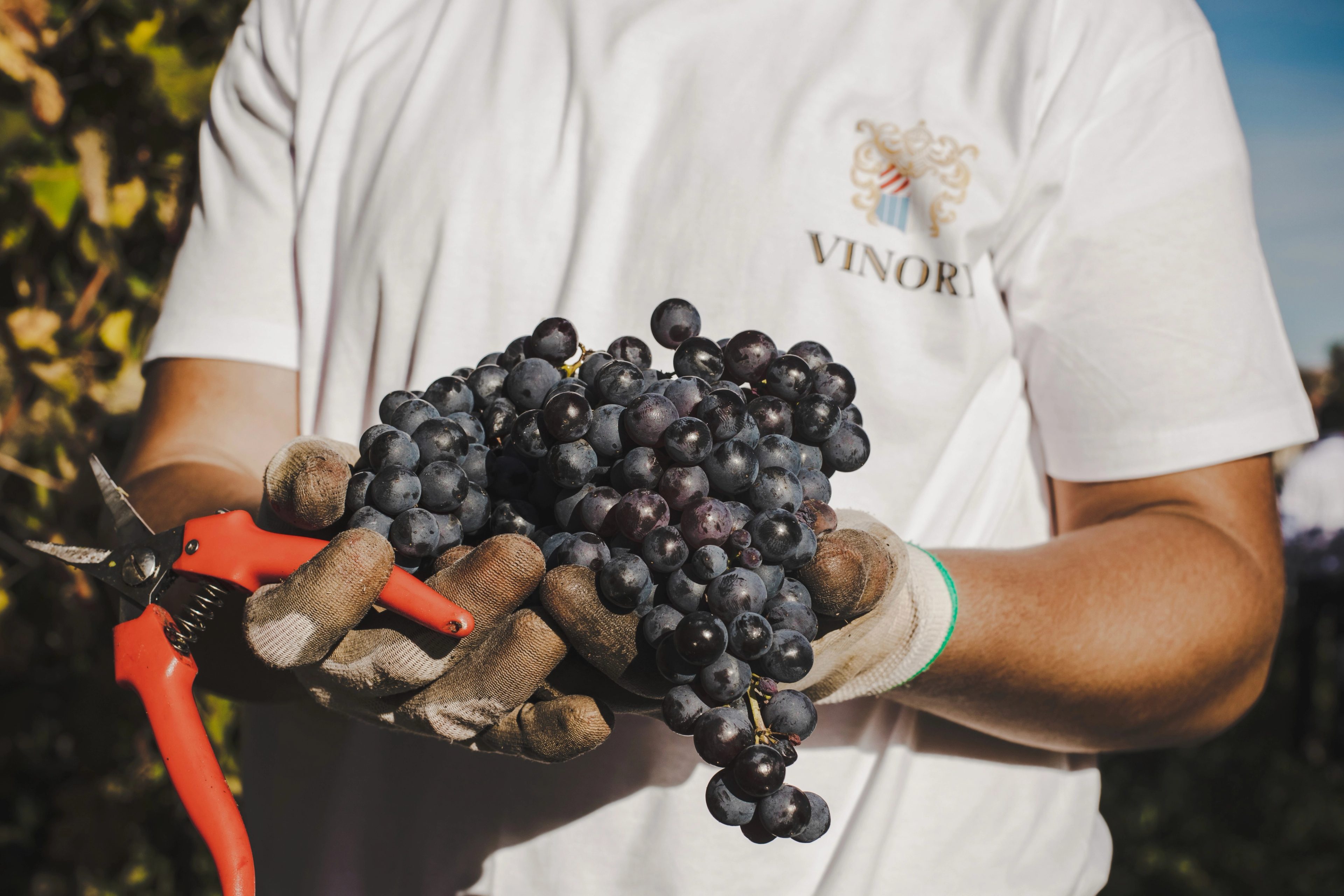 Vino Piemonte board and management