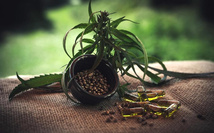 CBD Business SEO Case Study: 1,900% Traffic Growth