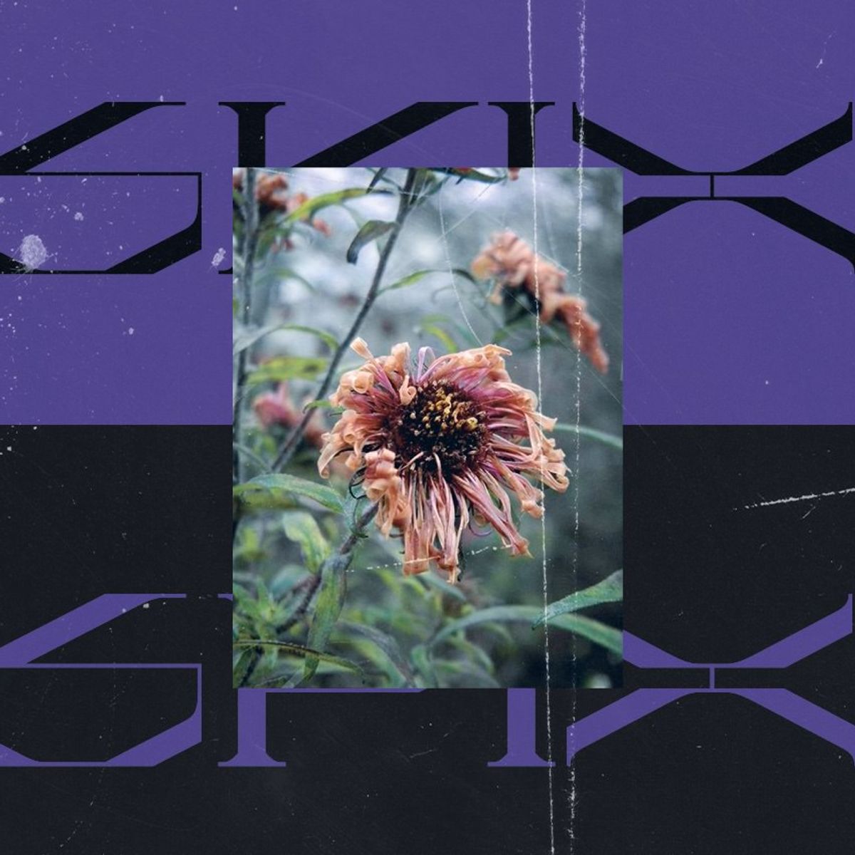 Asfixia w/ Tom Violence