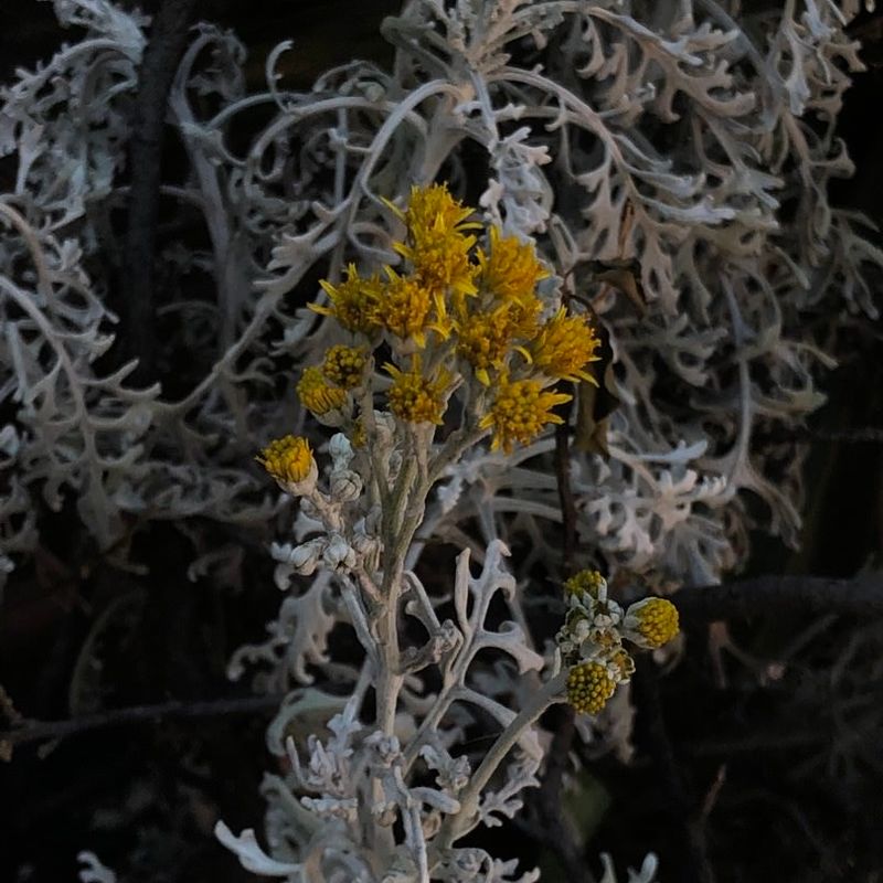 Sinister Flower