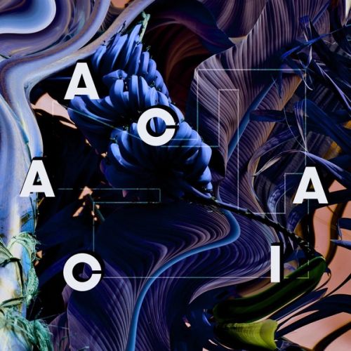 Acacia Baila