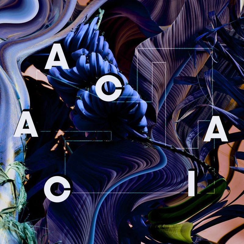 Acacia Baila