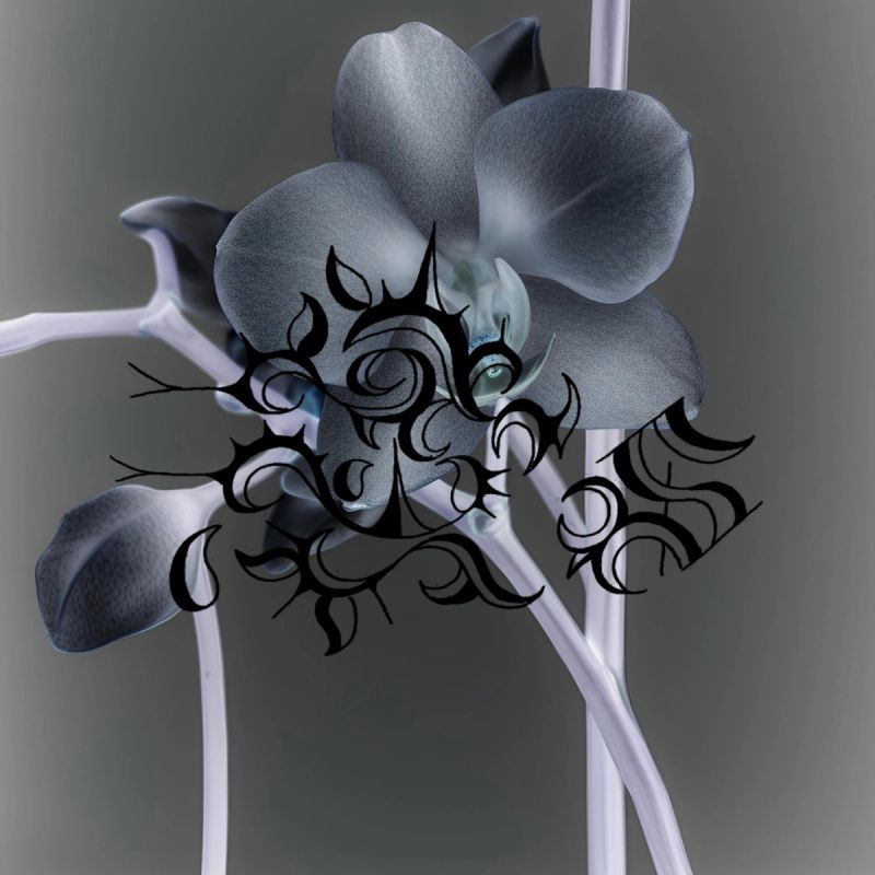 Suculenta Exp