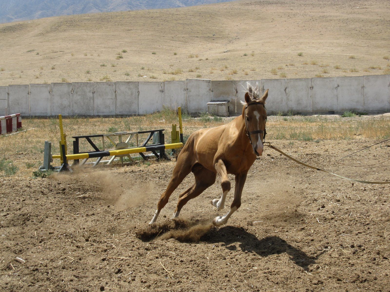 Akhal-Teke Horse Breeding