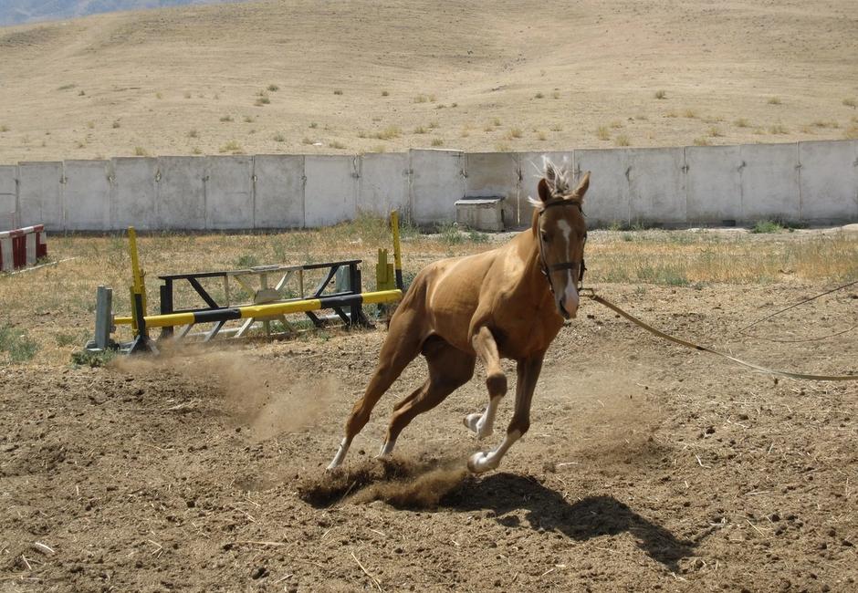 Akhal-Teke Horse Breeding