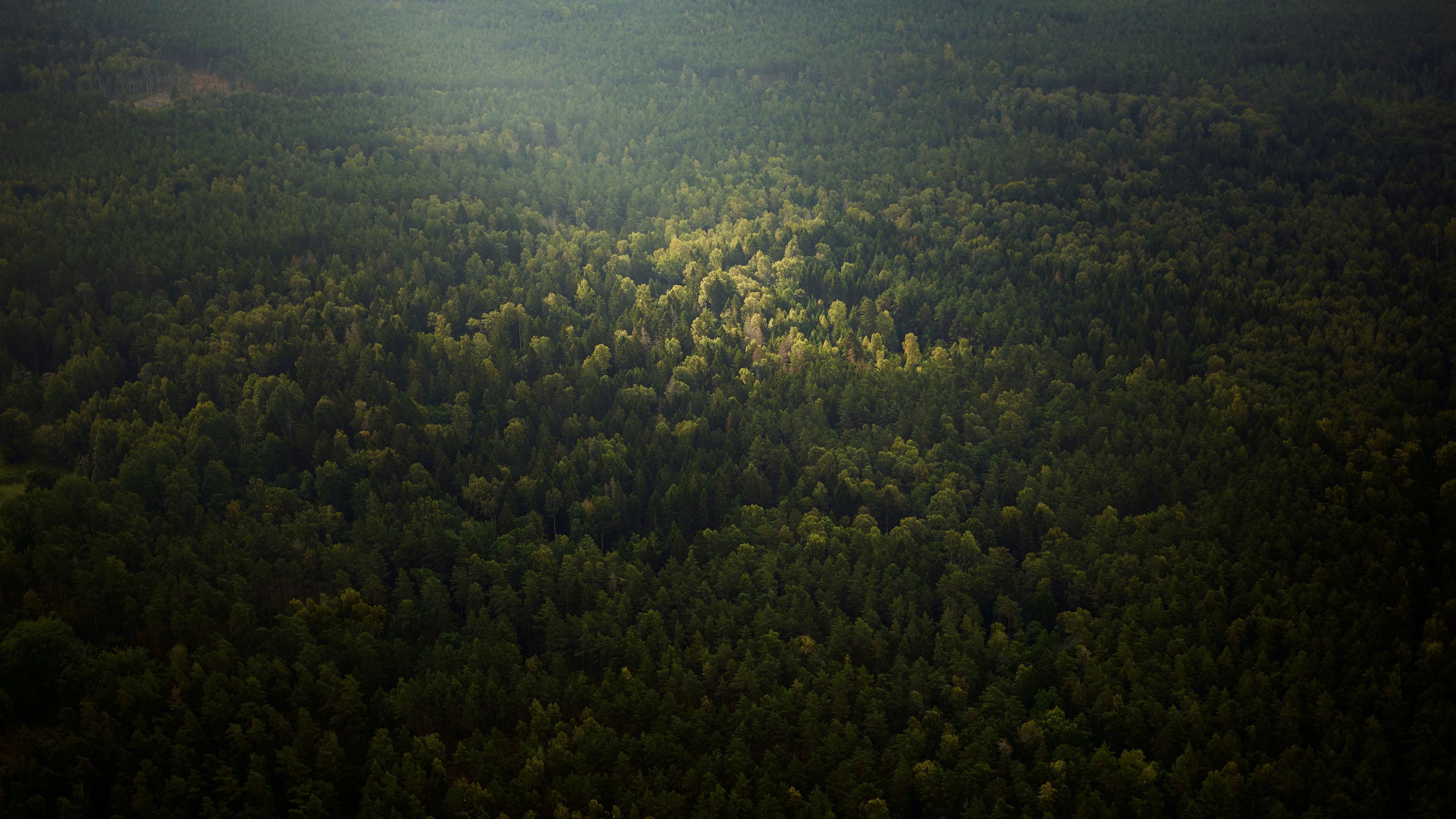 Aerial view of a dense forest.