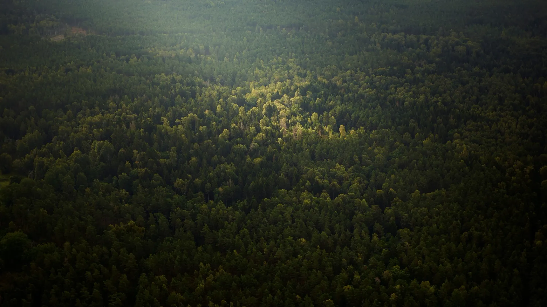 Tæt skov set ovenfra.