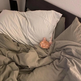 A tiny cat asleep in a large comfortable bed enveloped by blankets and pillows