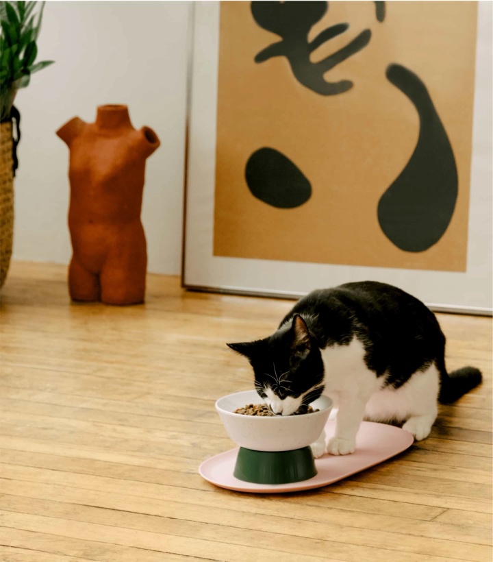 pet cat eating out of an artistic bowl