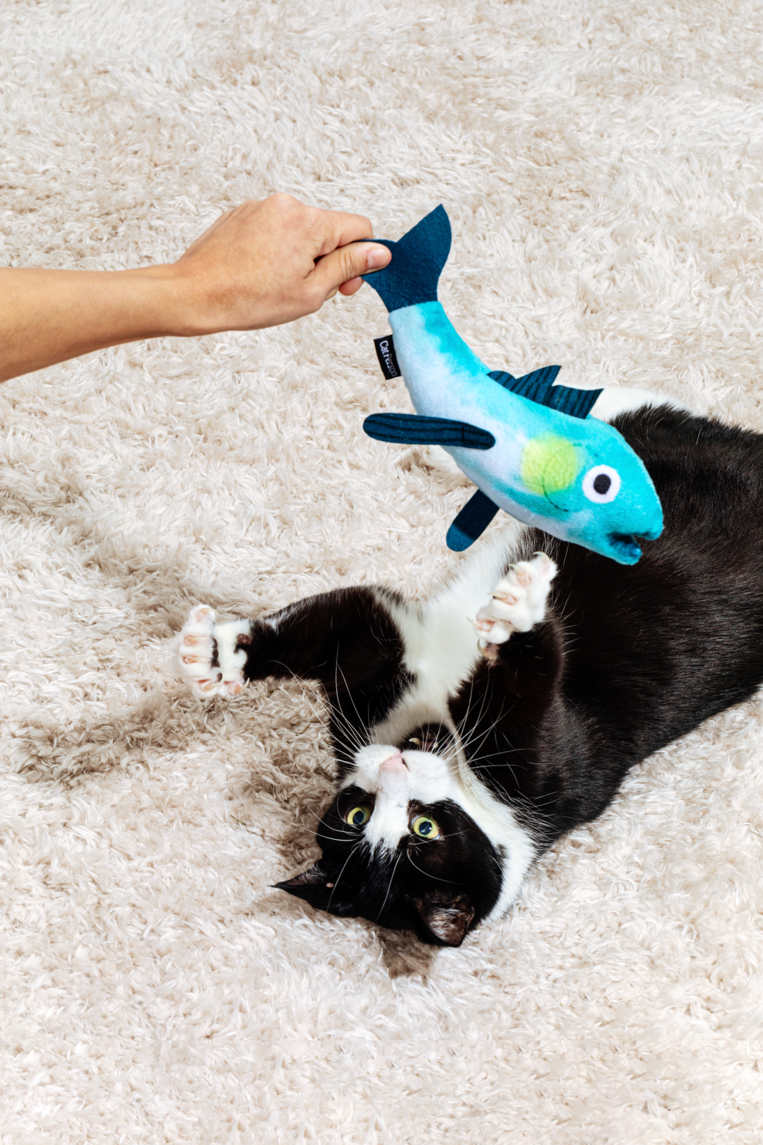 Cat playing with her big tuna cat nip toy