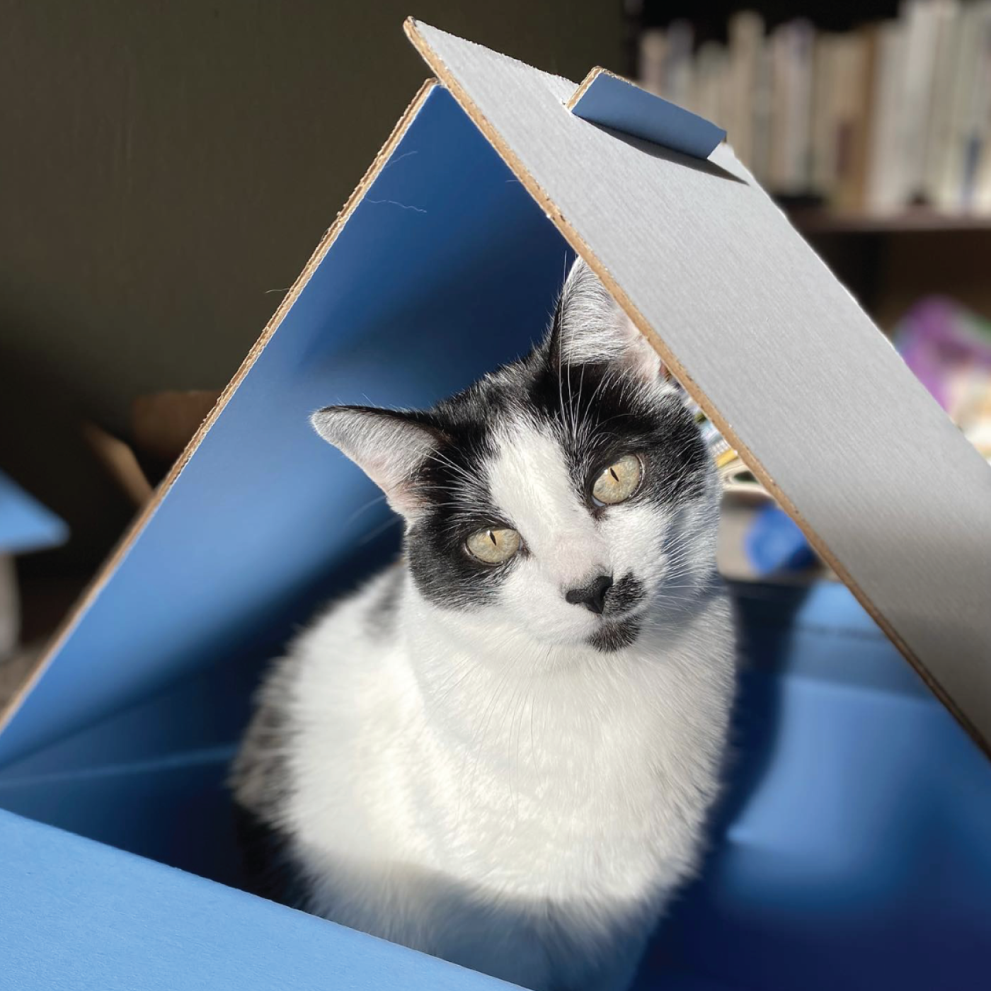 cat person box toy