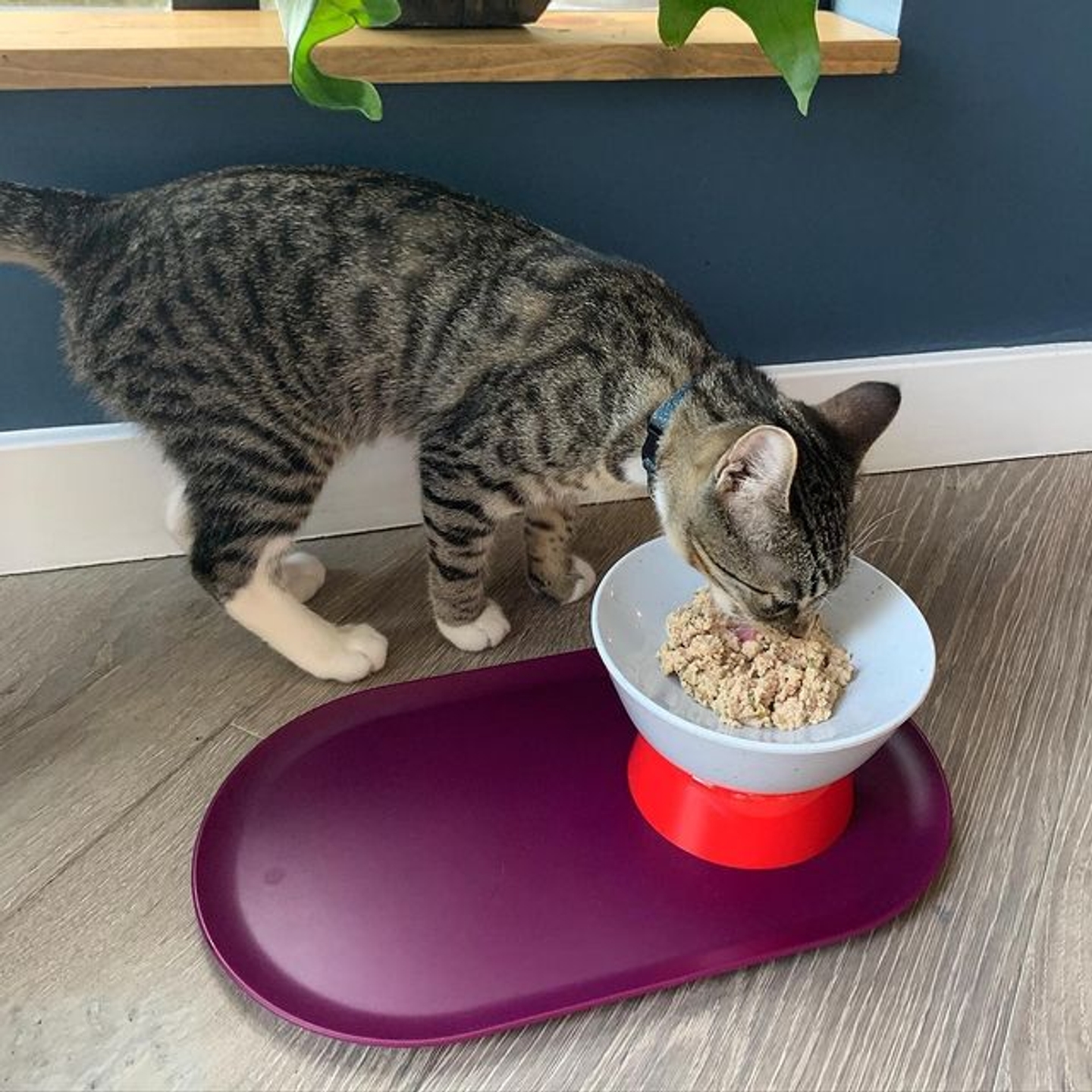 Cat eating Cat Person wet food out of a Mesa Bowl