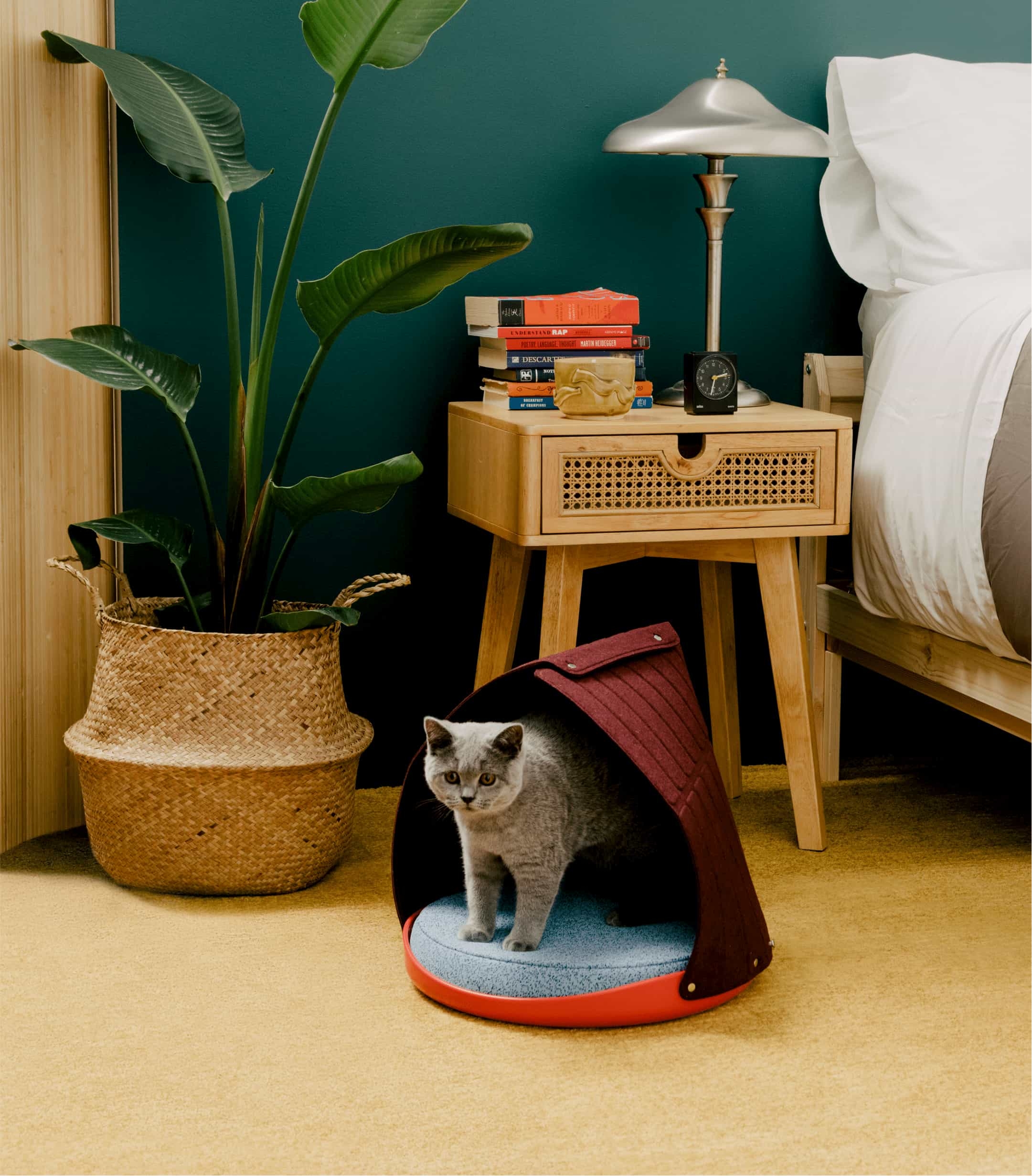 Grey British shorthair cat standing inside of Cat Person canopy bed in a bedroom