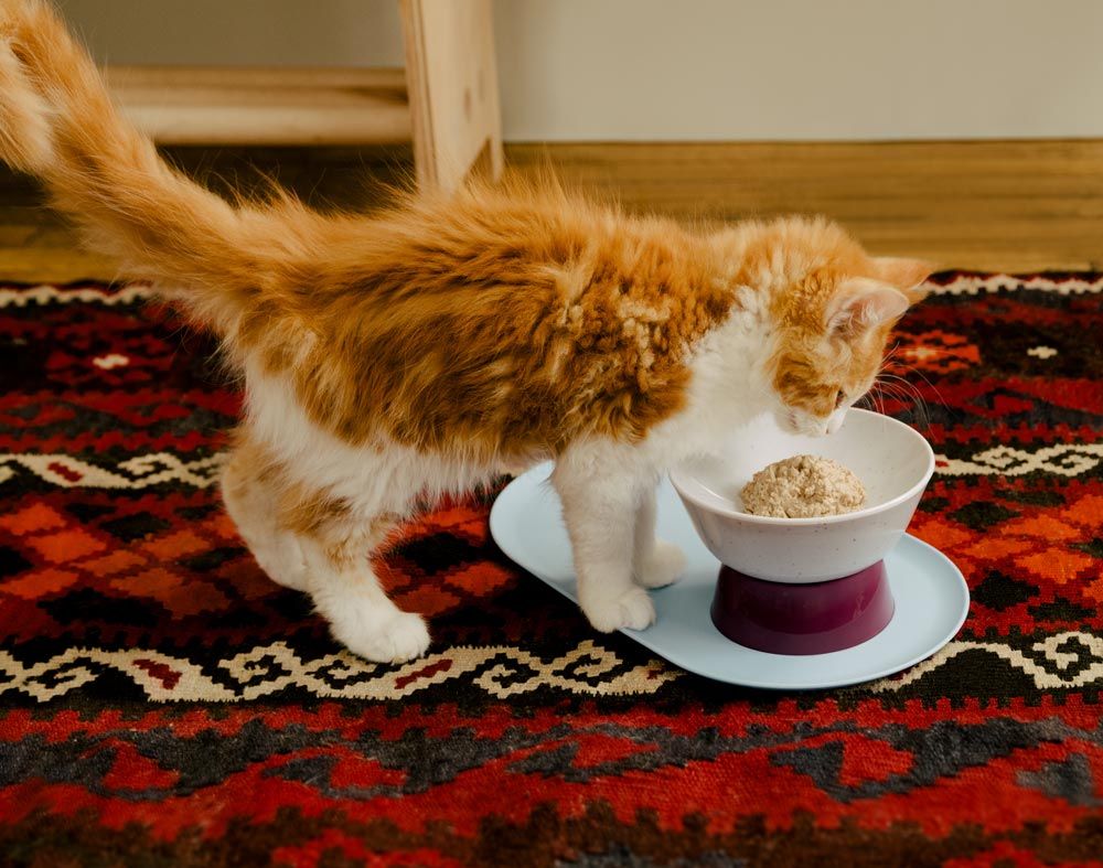 Elevated No Tip Cat Food Bowl | Mesa Bowl | Cat Person