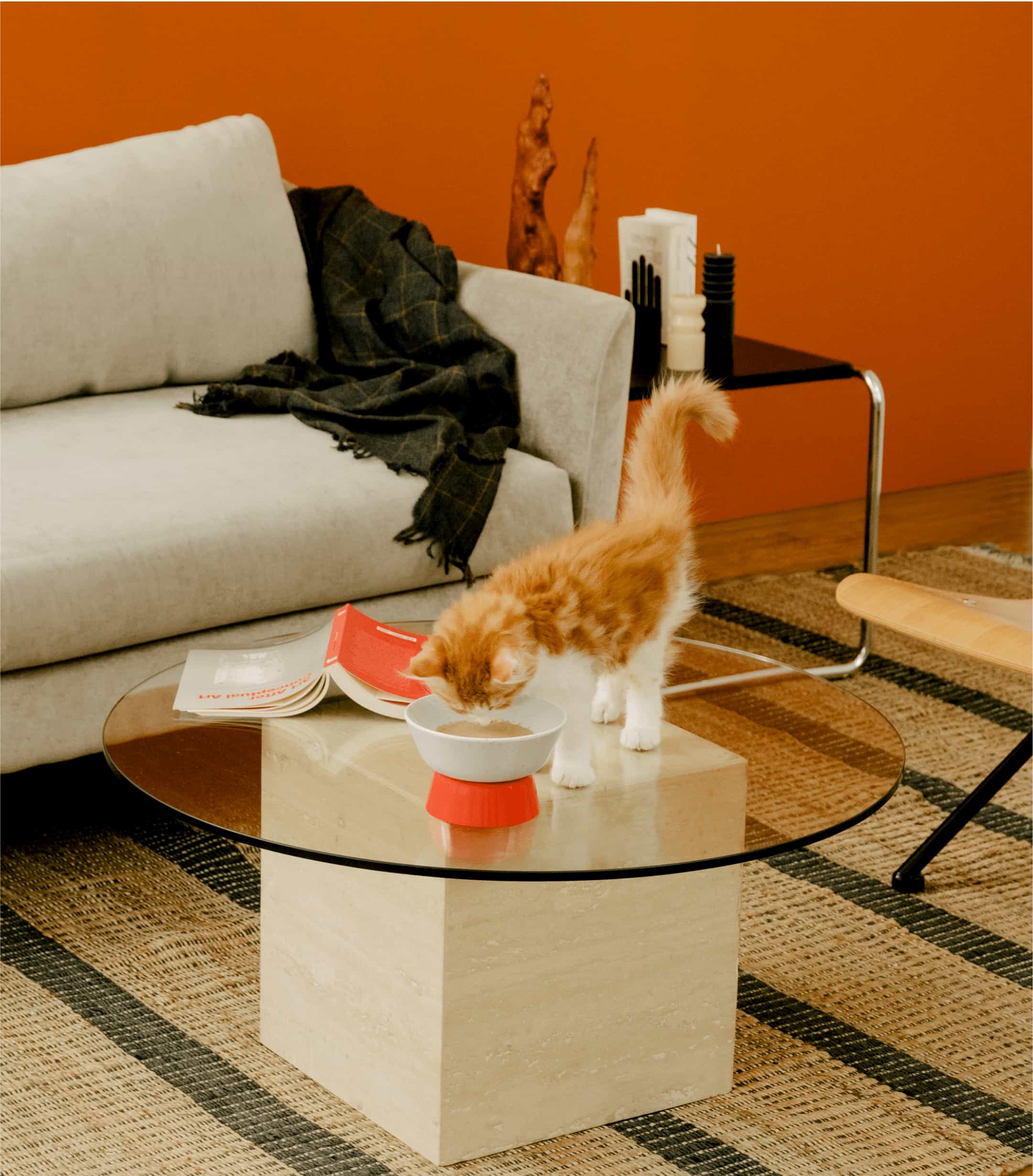 Maine coon kitten licking Cat Person Goodness Blends healthy cat treats out of a Cat Person Mesa Bowl on a glass coffee table