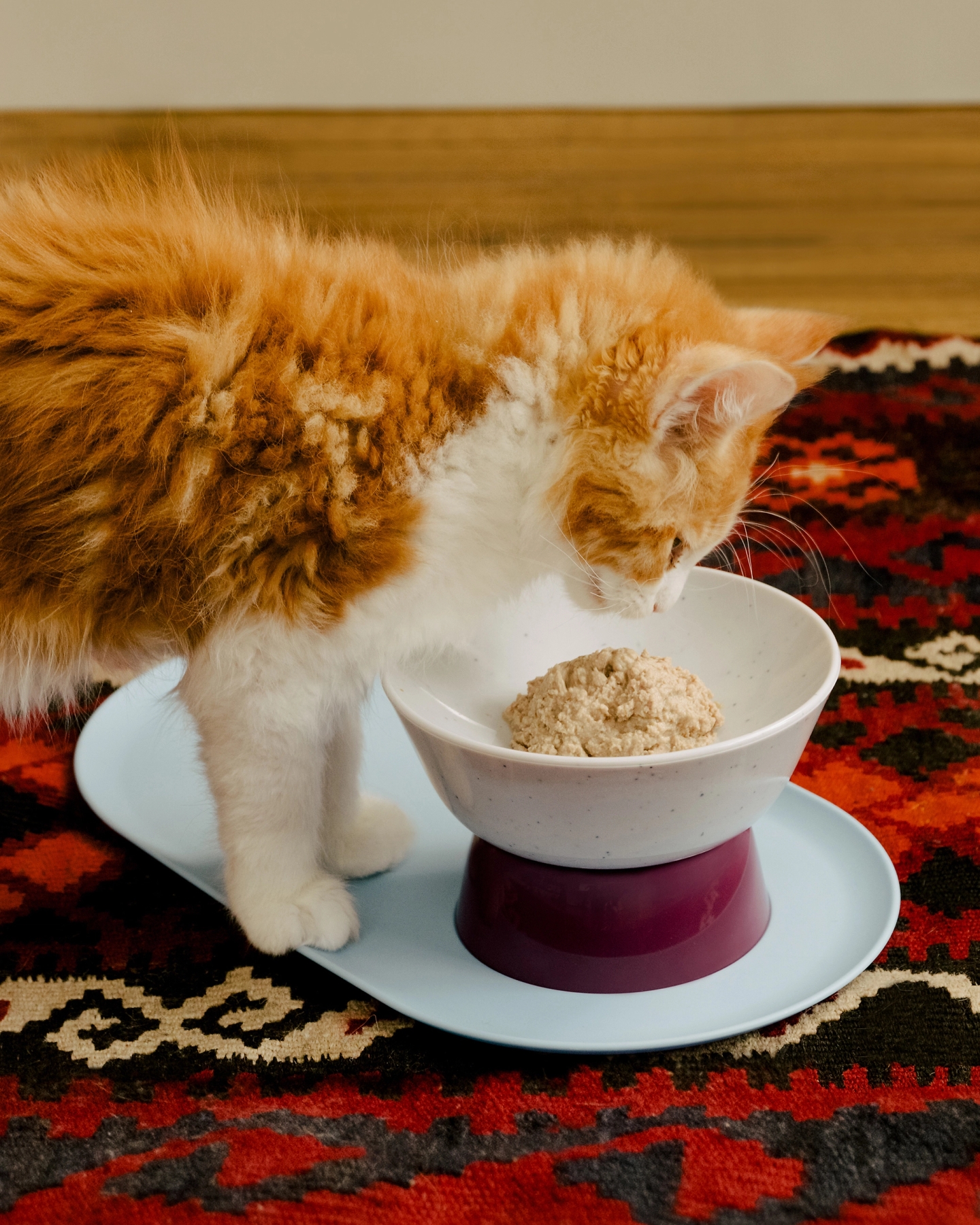 A kitten eating Cat Person wet food out of a Cat Person mesa bowl 