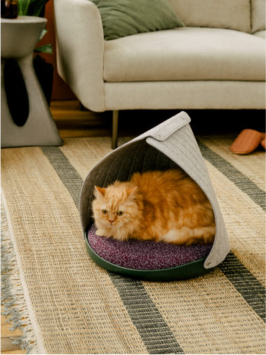 Orange cat lying in Cat Person canopy bed in a living room