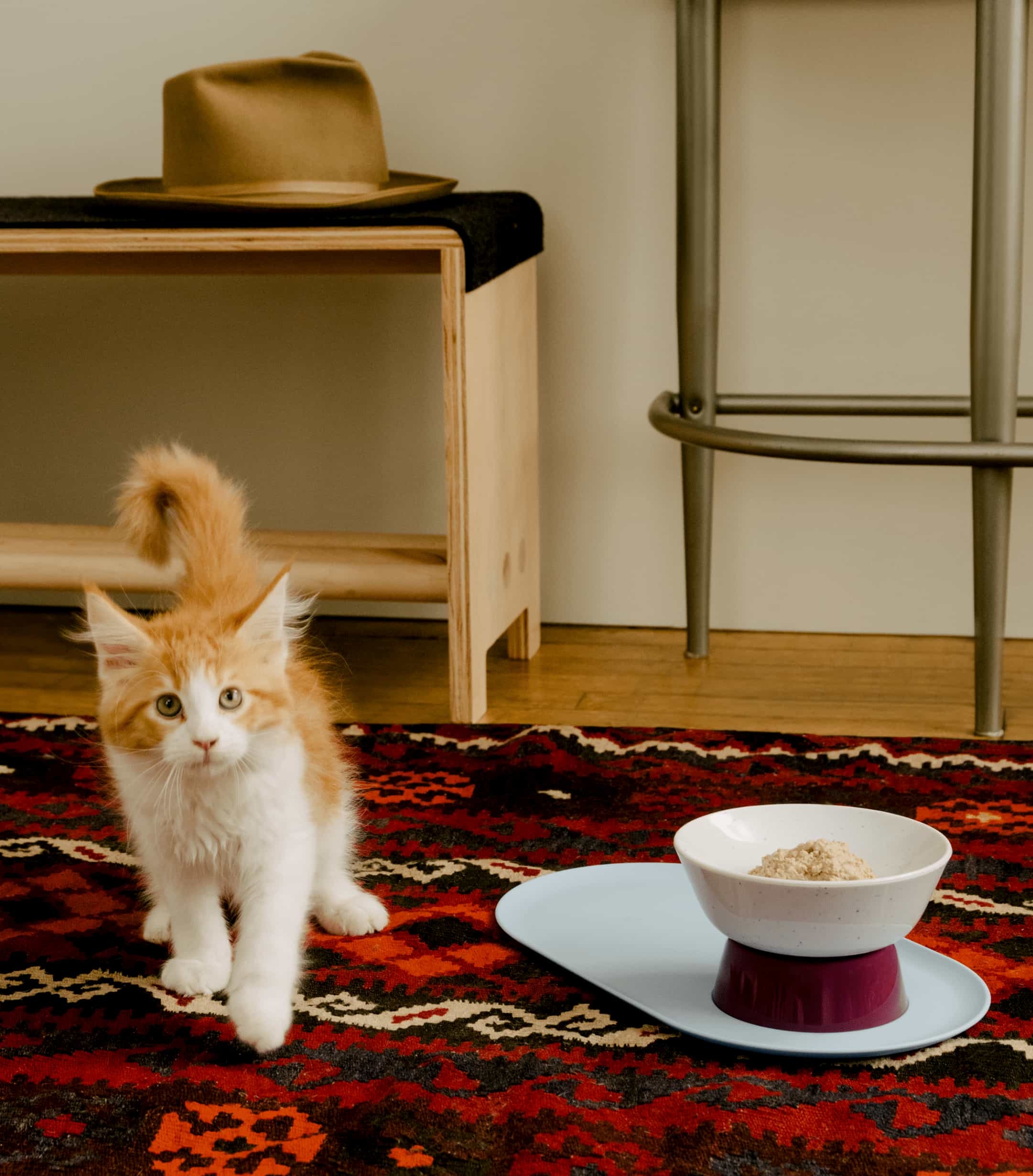 Maine coon kitten standing next to a Cat Person Mesa Bowl filled with wet food