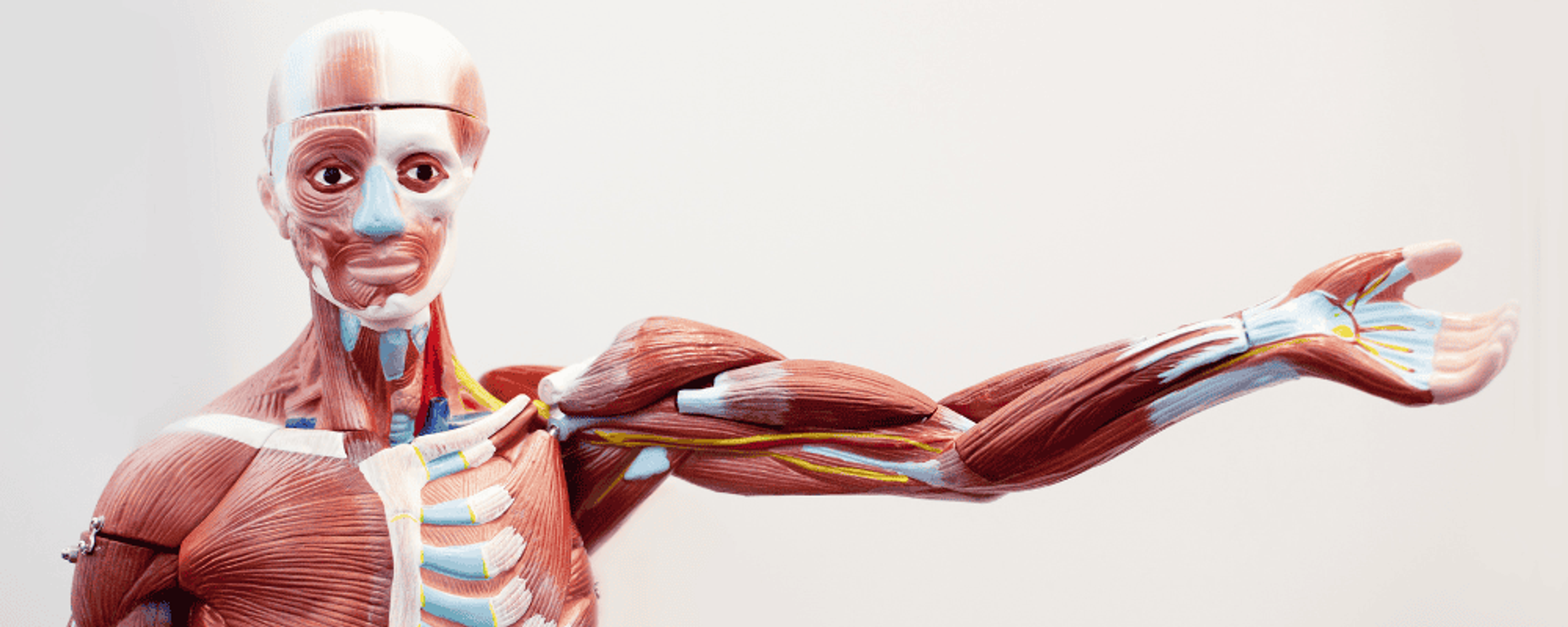 Anatomiczny model człowieka z widocznymi mięśniami