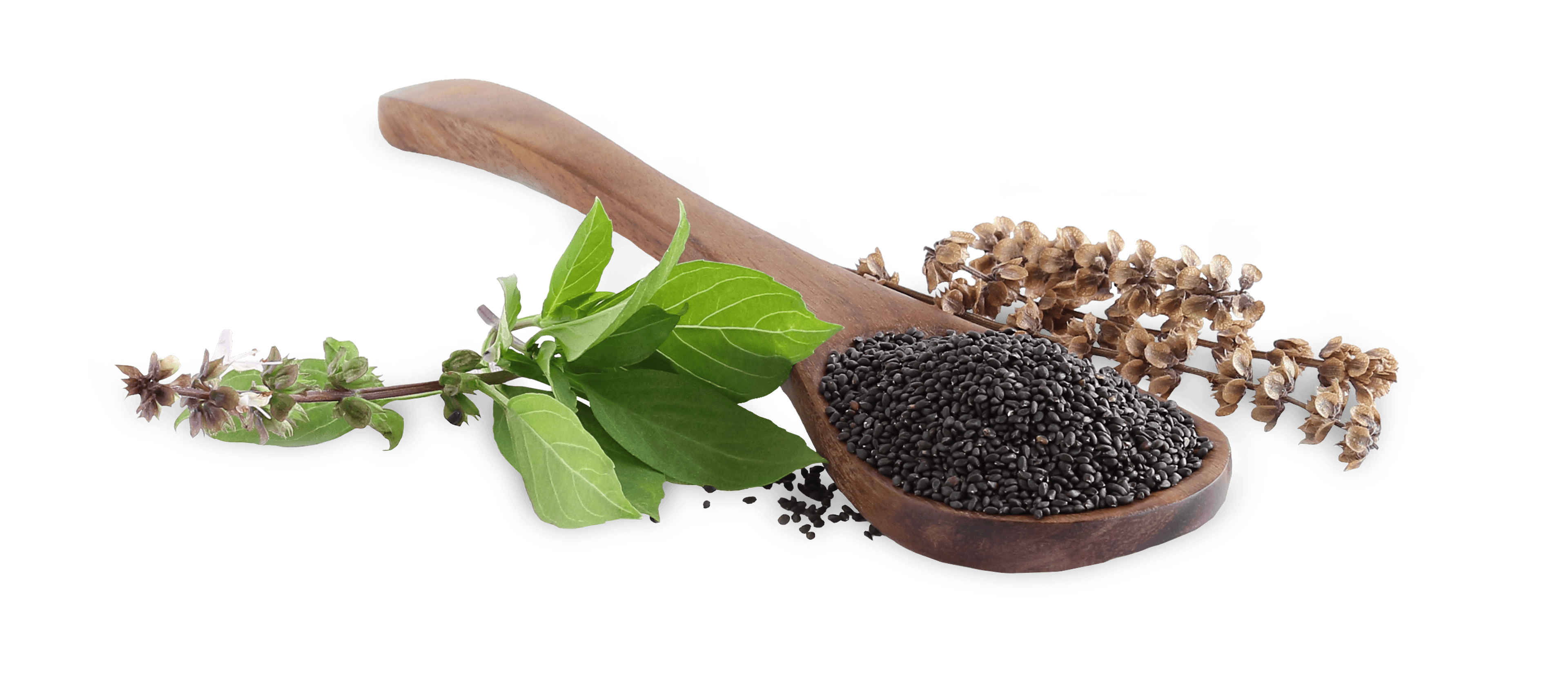 Słodka bazylia – co wiemy o nowym superfood’sie?