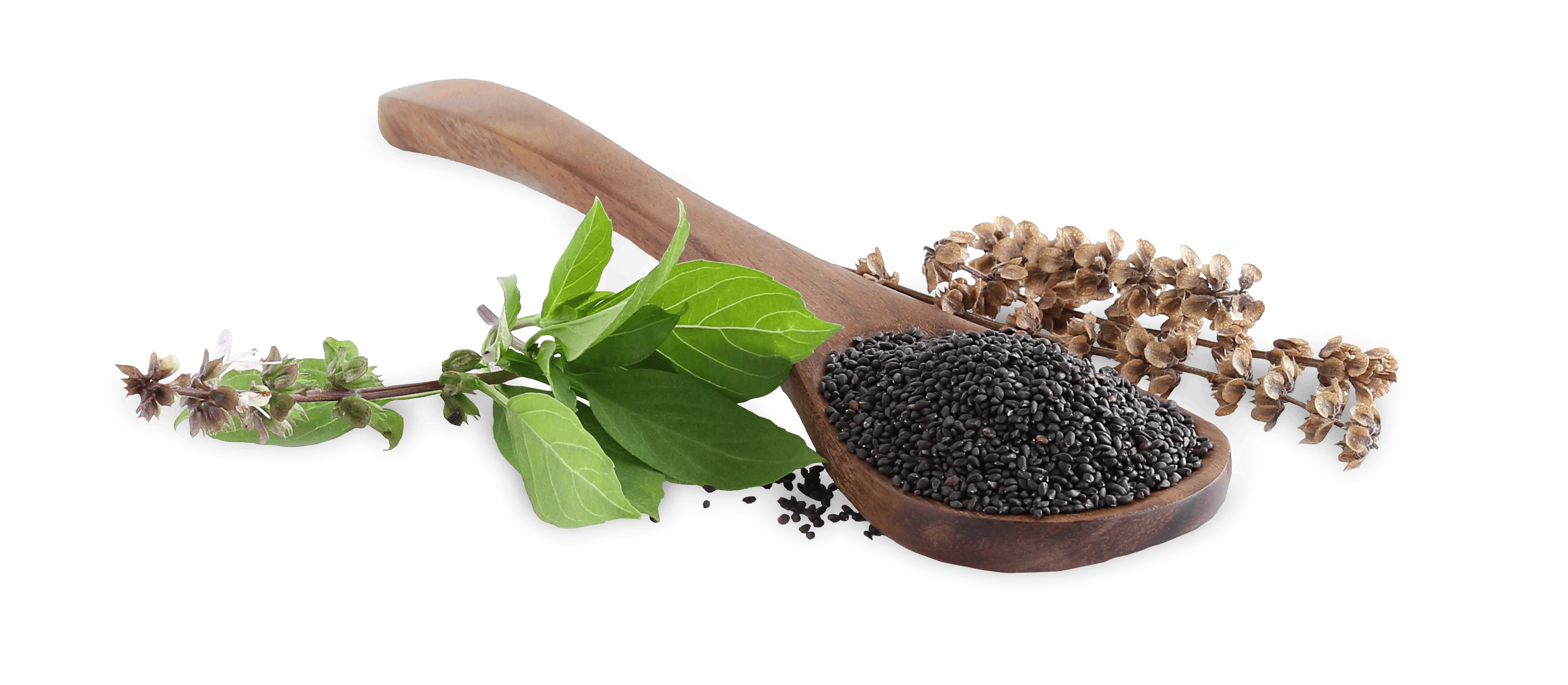 Słodka bazylia – co wiemy o nowym superfood’sie?