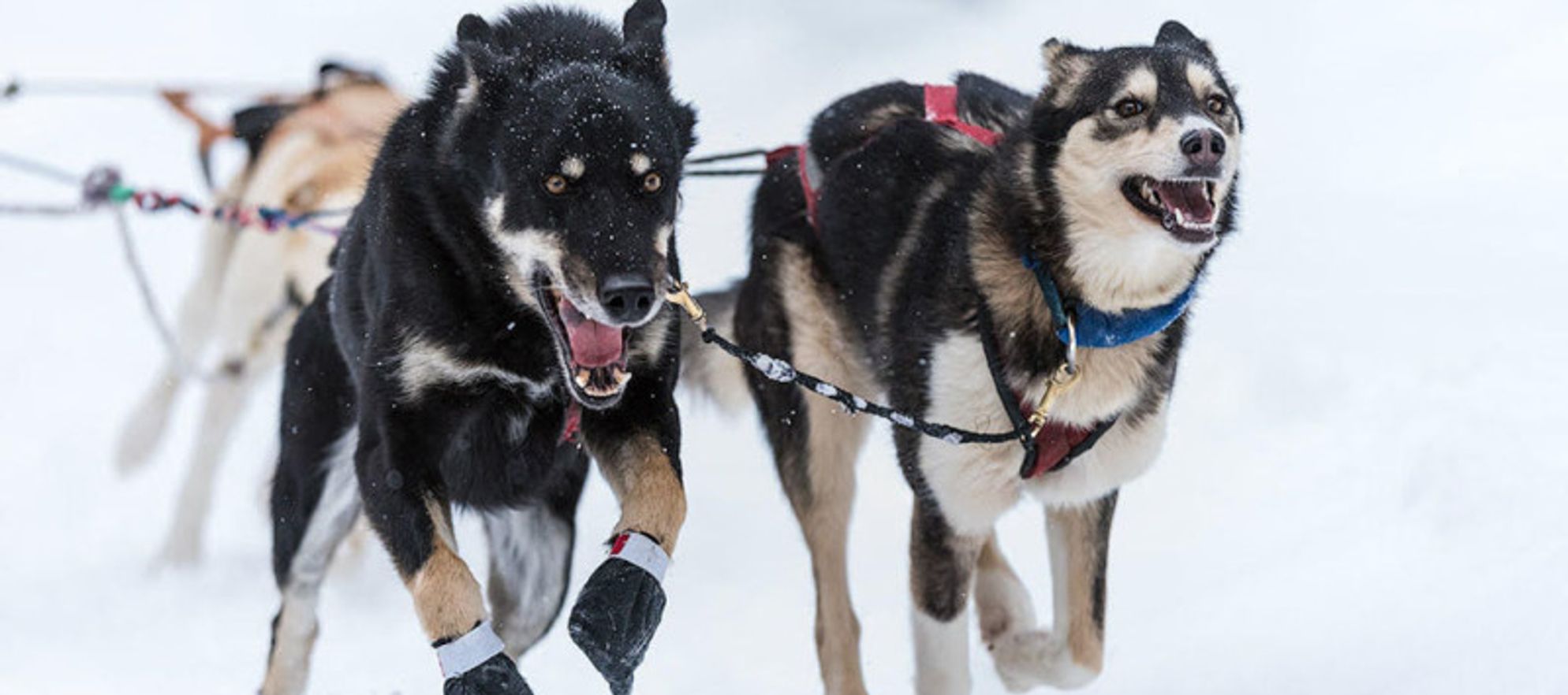 Kingmik Dog Sled Tours