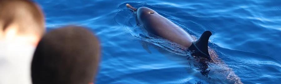 Rencontre dauphins, baleines et cachalots - Bouillante