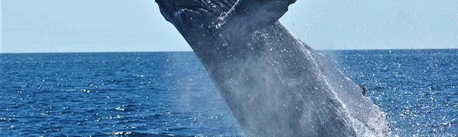 Encounter with cetaceans – Malendure Beach