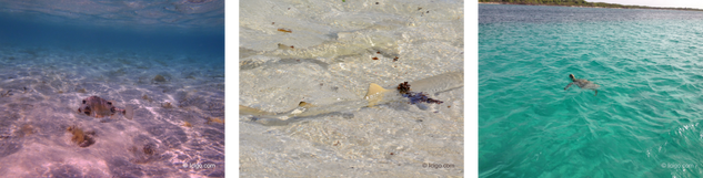 The seabed of the Petite-Terre Nature Reserve