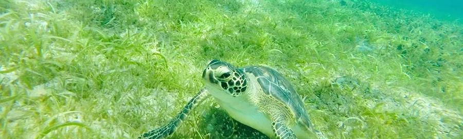 Excursion tout compris Terre et Mer aux Saintes