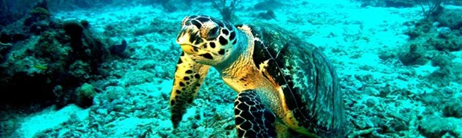 Balade aquatique guidée - Réserve Cousteau