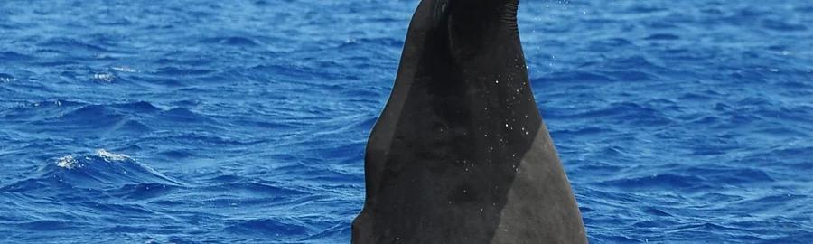 Whale Watching – Deshaies