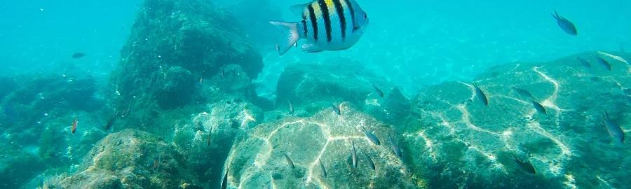 Location Kayak aux îlets Pigeon (Réserve Cousteau)