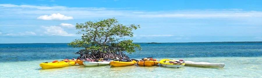 Kayak mangrove et corail du Grand cul-de-sac Marin - Demi-journée