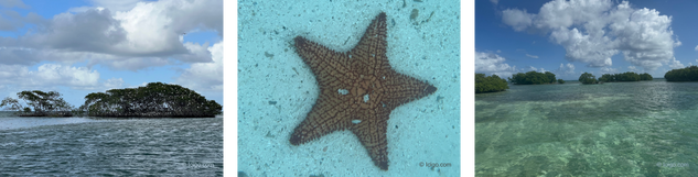 The Grand-Cul-de-Sac Marine Ecosystem: mangroves, coral reefs and wildlife