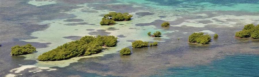 Visite Mangrove + Snorkeling sur la barrière de corail