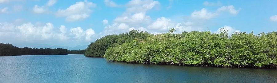 Visite Mangrove en bateau fond de verre - Journée