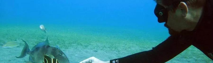 Snorkelling - Cousteau Reserve