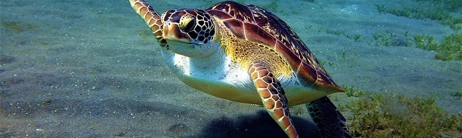 Rando palmée Réserve Cousteau
