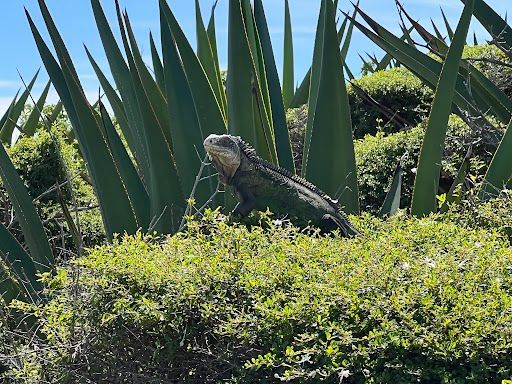 Lesser Antilles iguana on Petite-Terre