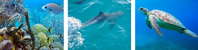 Snorkelling on the catamaran trip