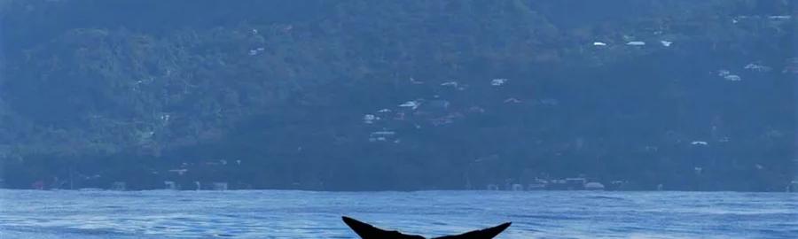 Excursion Observation des cétacés en Guadeloupe : 12 personnes maximum