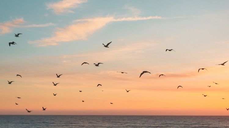Birds flying over the sea in sunset